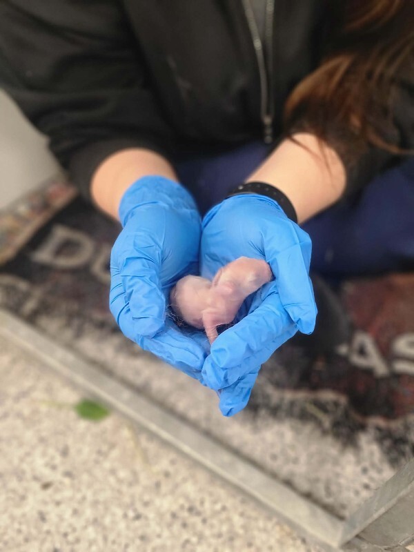 Picture of the Animal Listed