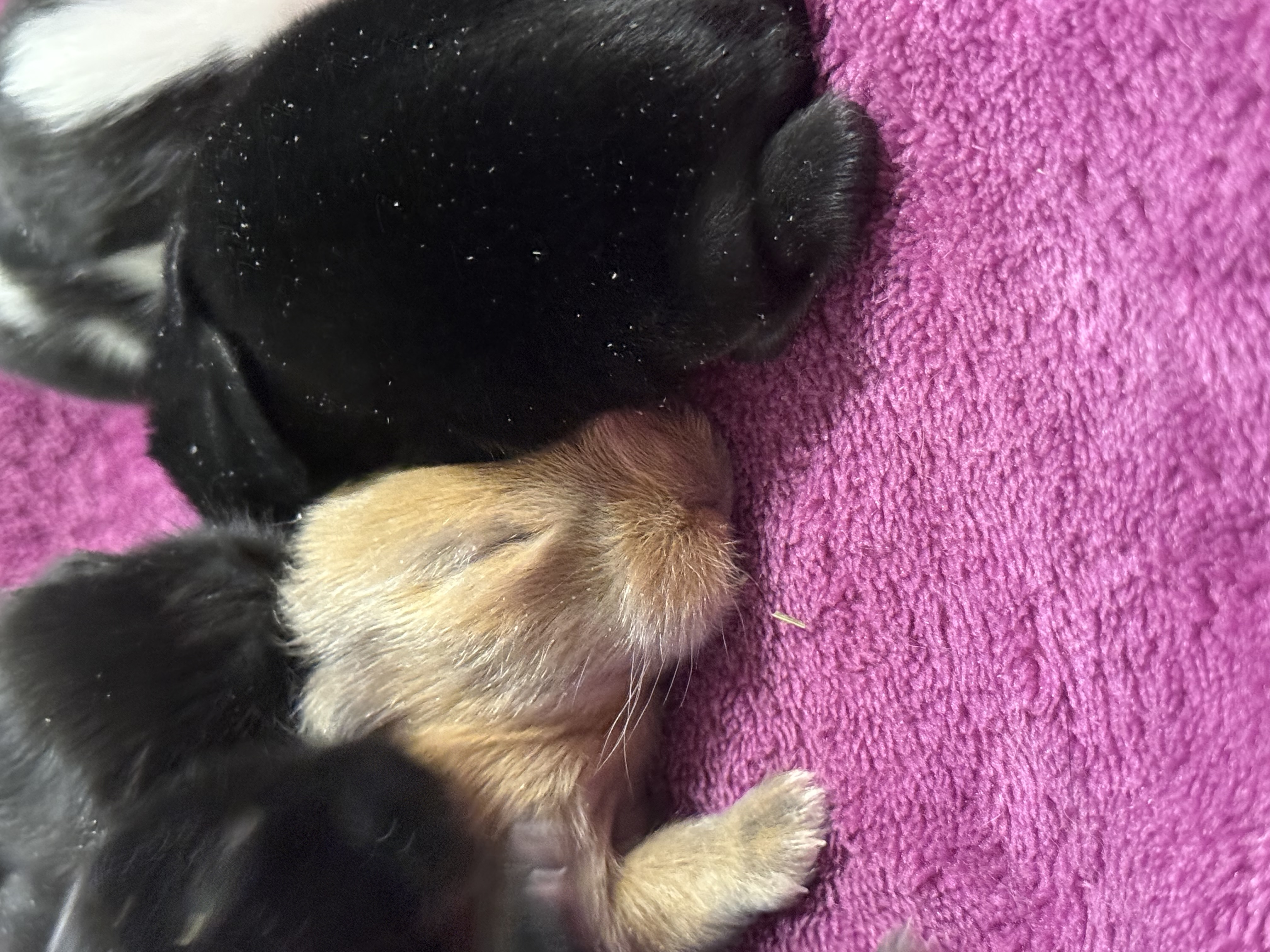 Picture of the Animal Listed