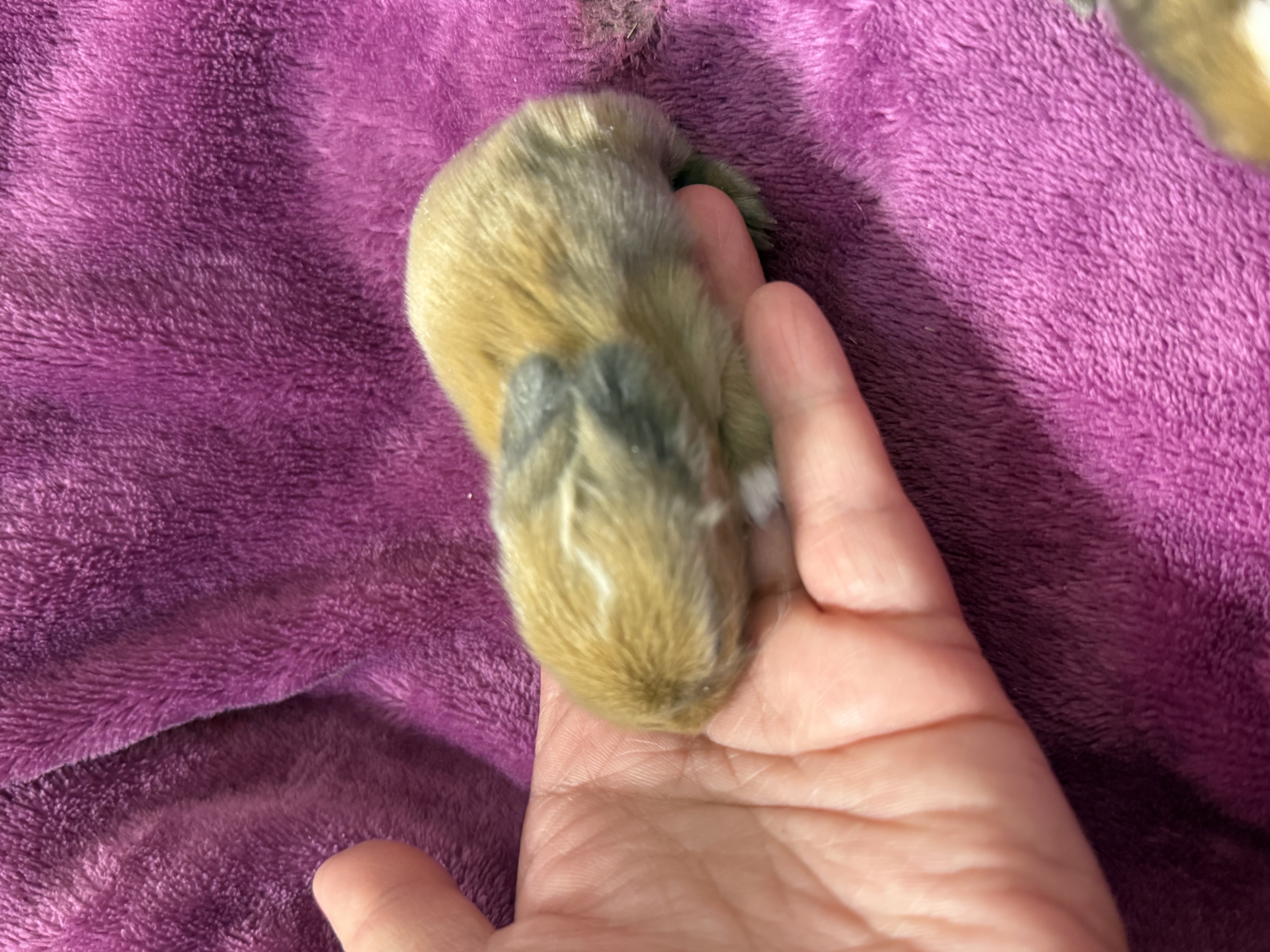 Picture of the Animal Listed