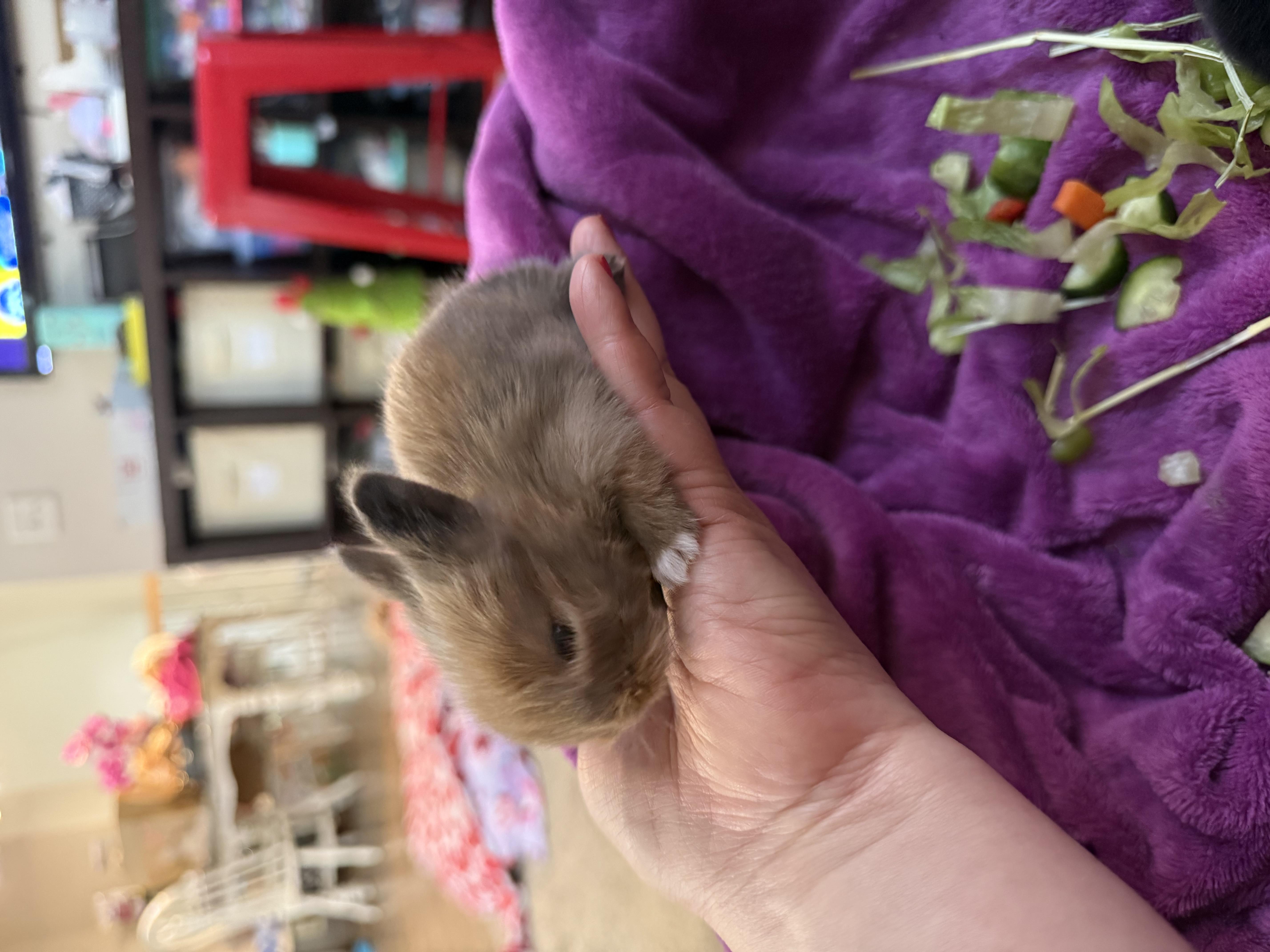 Picture of the Animal Listed