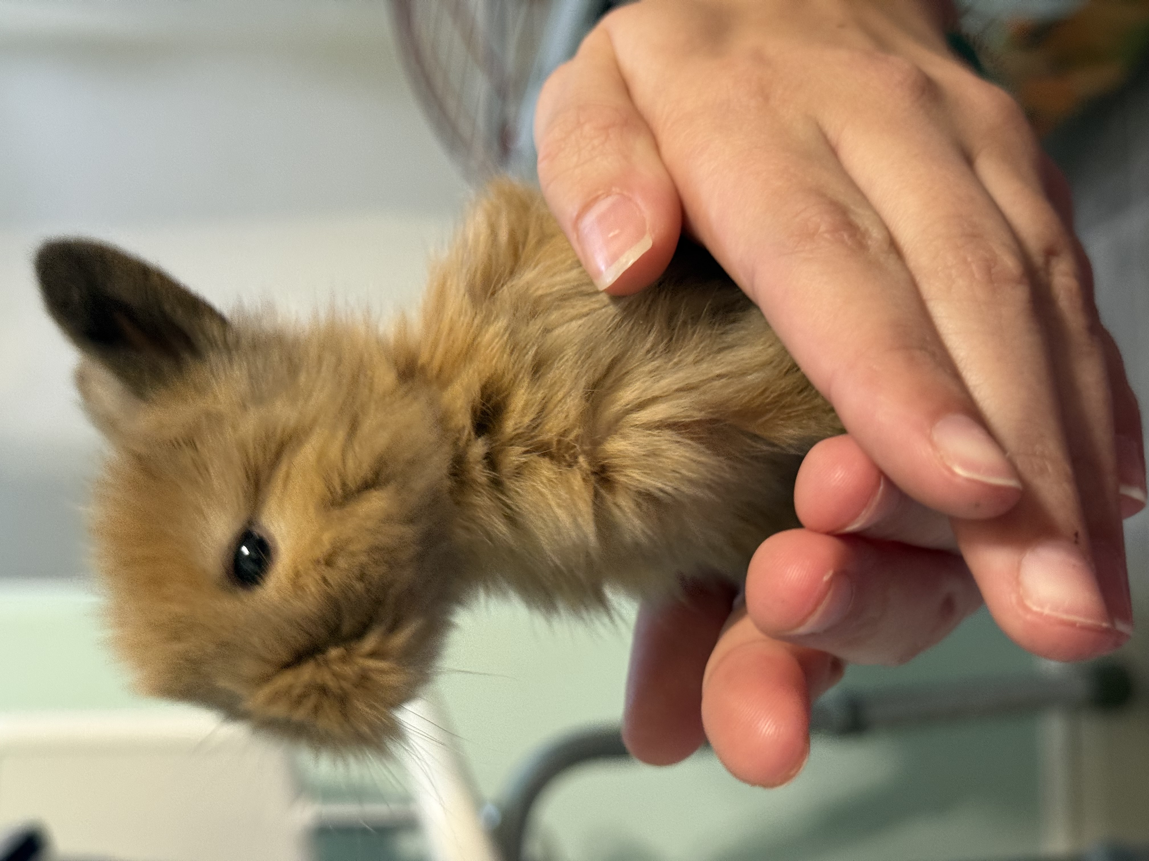 Picture of the Animal Listed