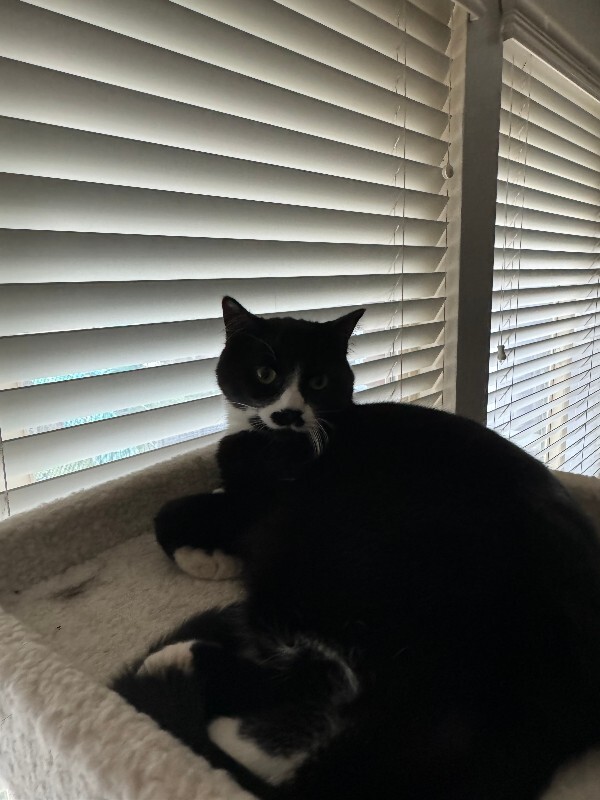 Picture of the Animal Listed