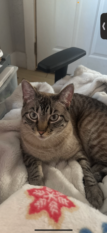 Picture of the Animal Listed