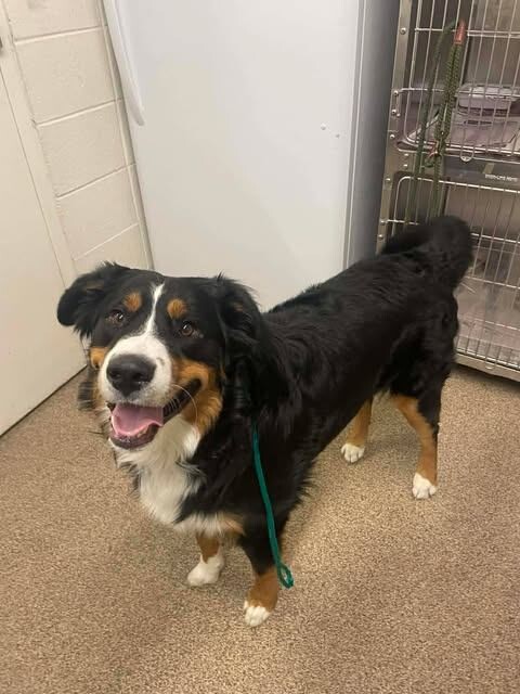 Picture of the Animal Listed