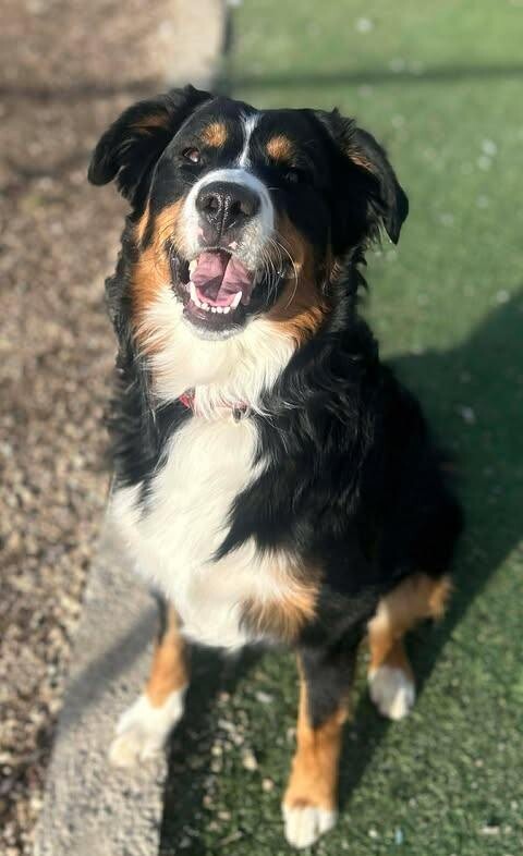 Picture of the Animal Listed