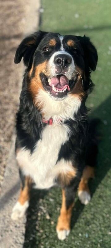 Picture of the Animal Listed