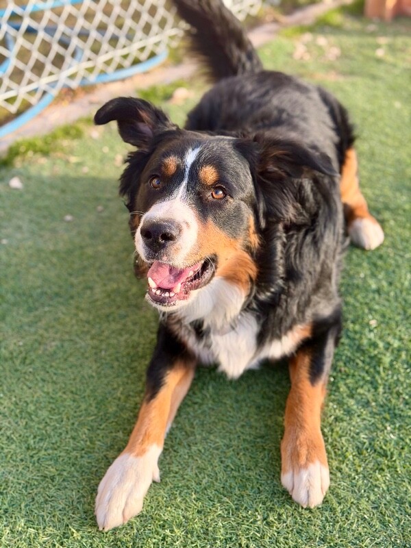 Picture of the Animal Listed