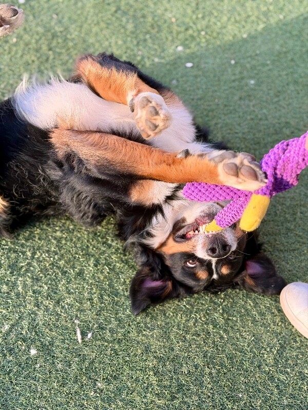 Picture of the Animal Listed