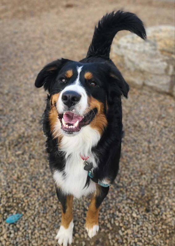 Picture of the Animal Listed