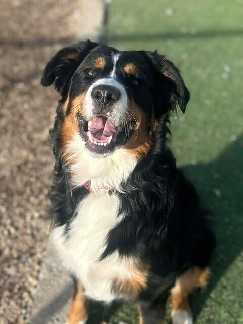 Picture of the Animal Listed