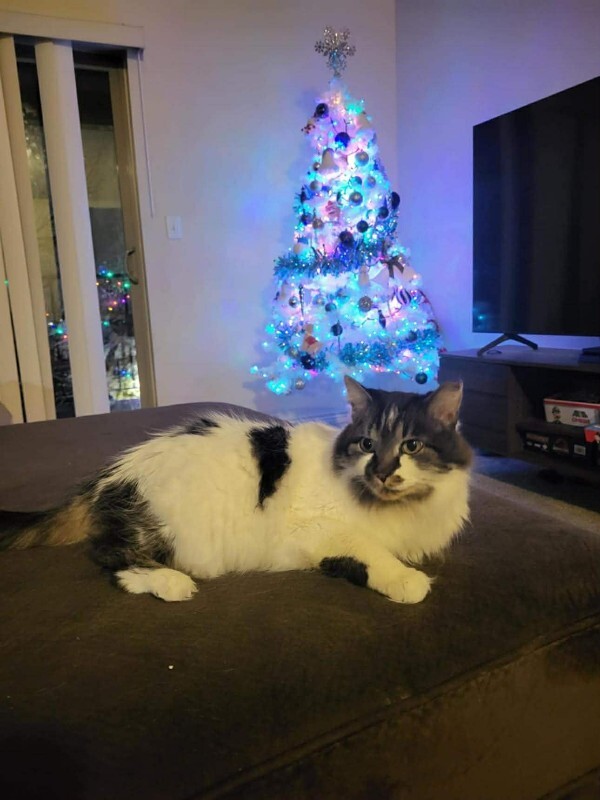 Picture of the Animal Listed