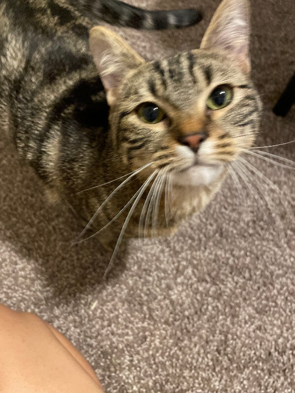 Picture of the Animal Listed