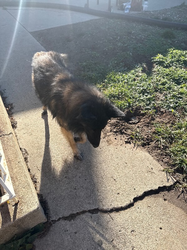 Picture of the Animal Listed