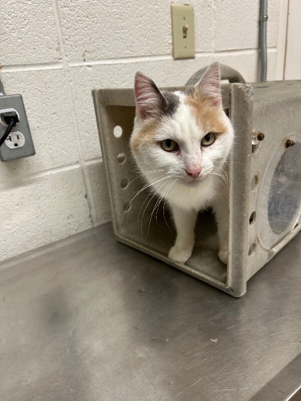 Picture of the Animal Listed