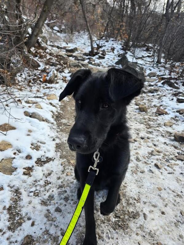 Picture of the Animal Listed