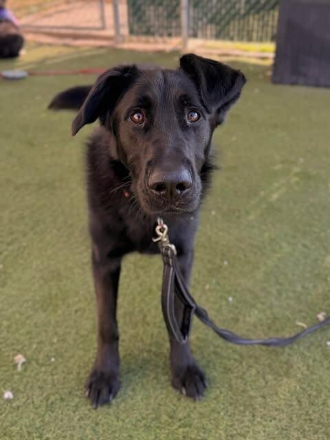 Picture of the Animal Listed