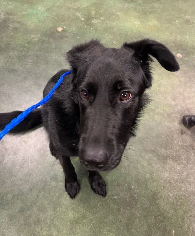 Picture of the Animal Listed