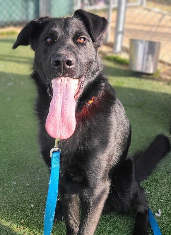 Picture of the Animal Listed