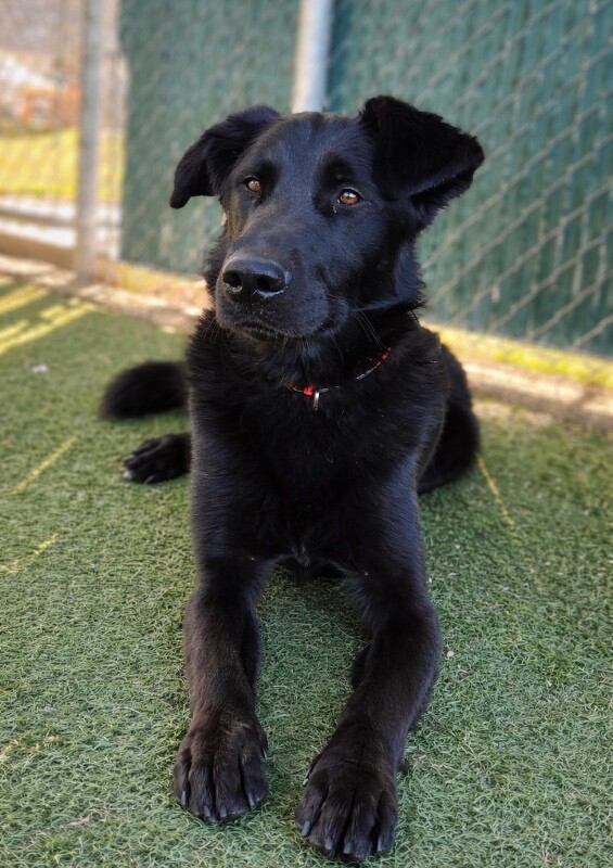 Picture of the Animal Listed