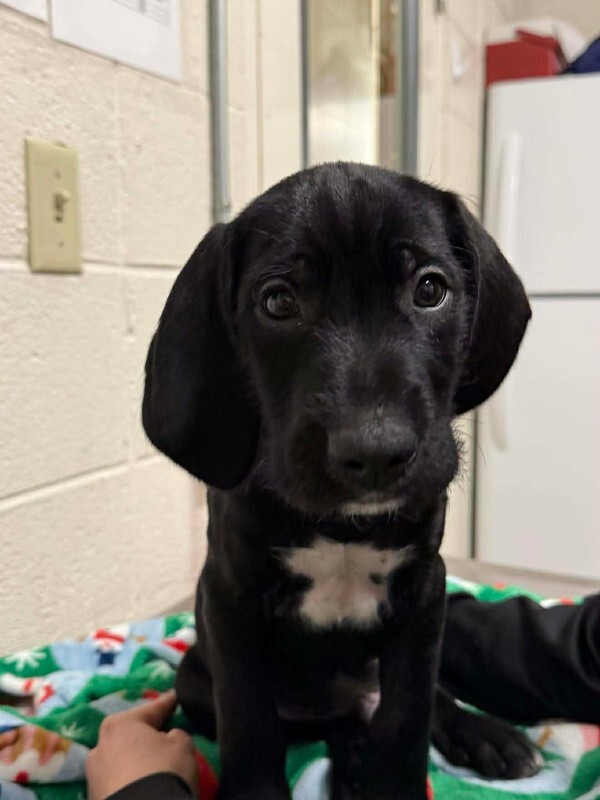 Picture of the Animal Listed