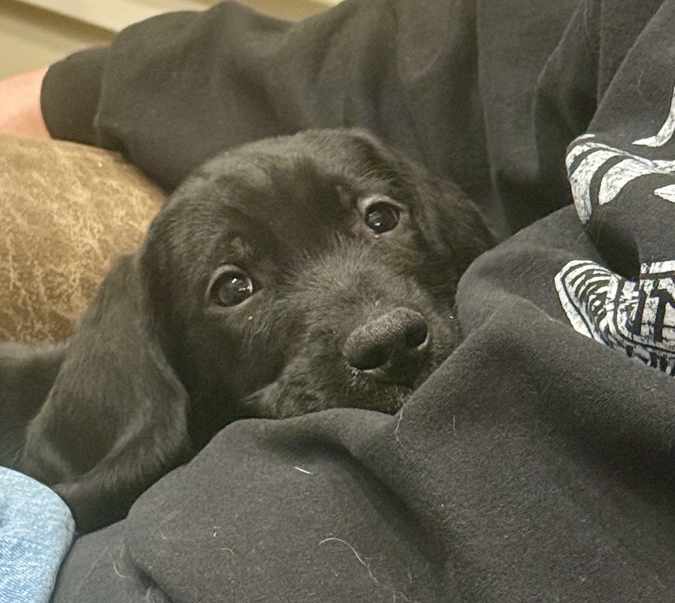 Picture of the Animal Listed