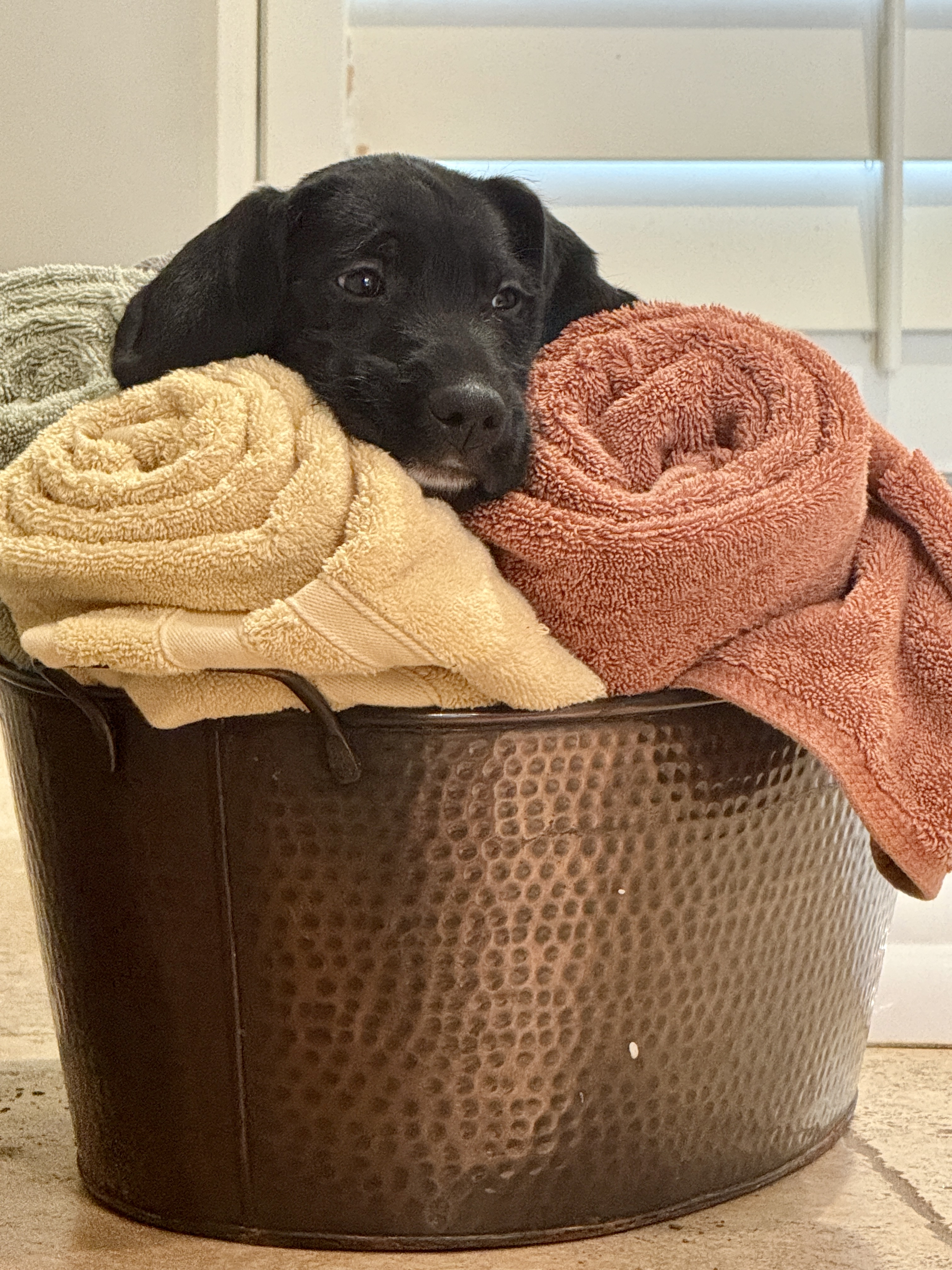 Picture of the Animal Listed