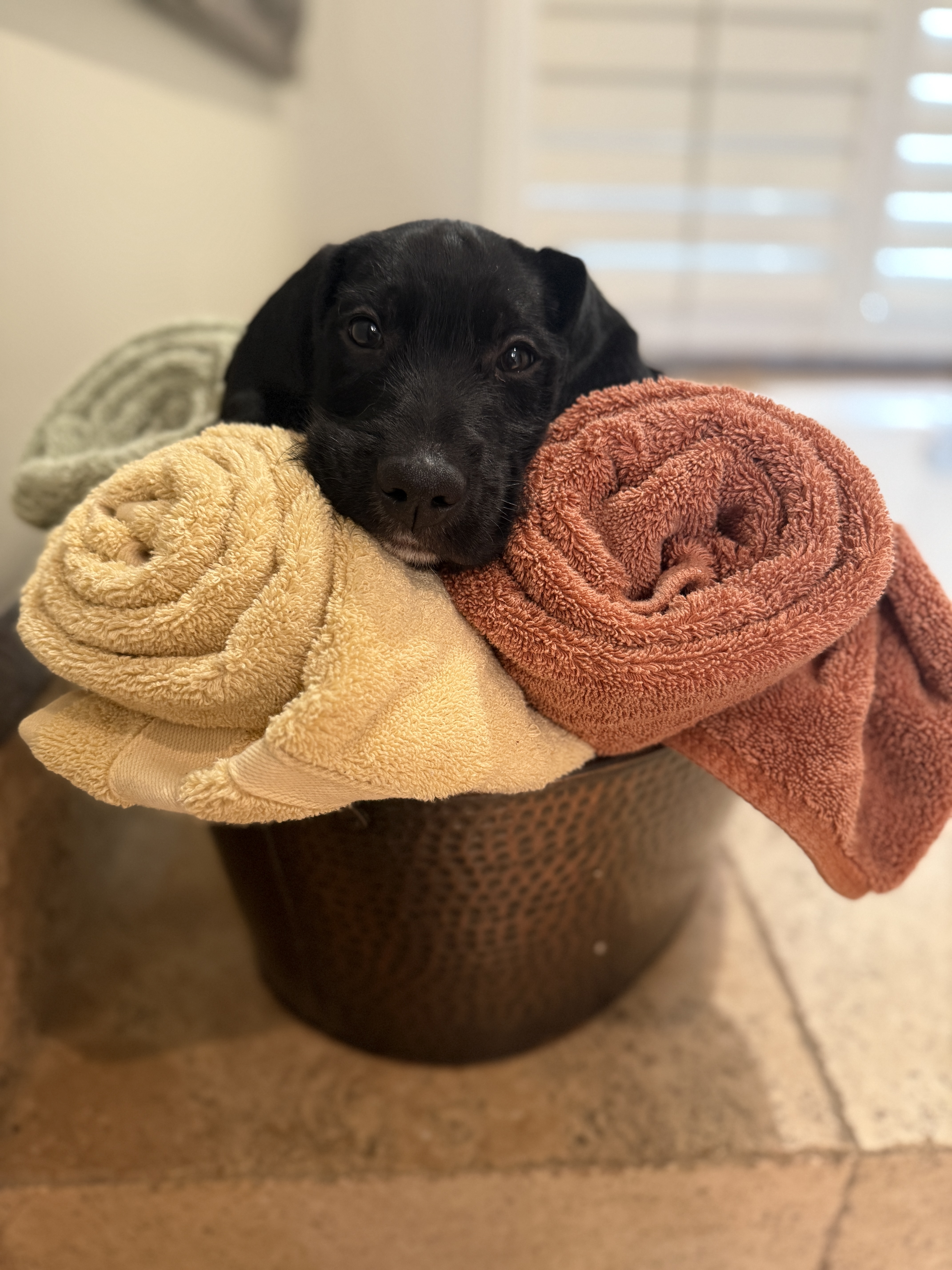 Picture of the Animal Listed