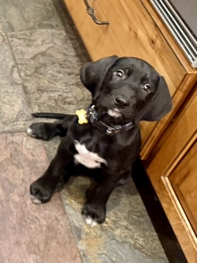 Picture of the Animal Listed