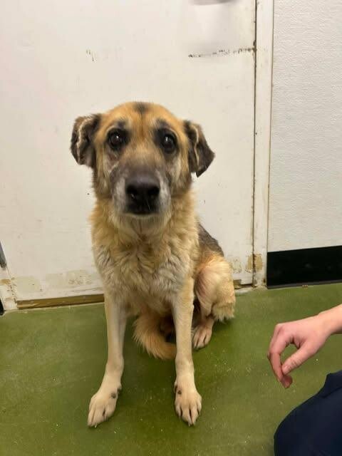 Picture of the Animal Listed