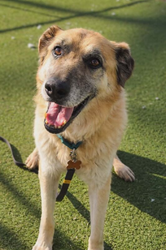 Picture of the Animal Listed