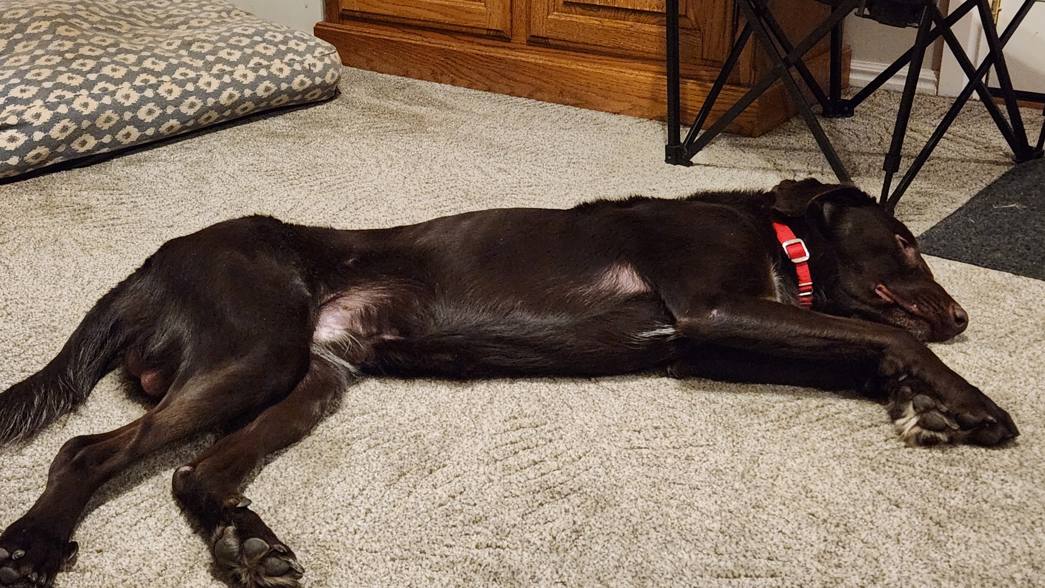 Picture of the Animal Listed