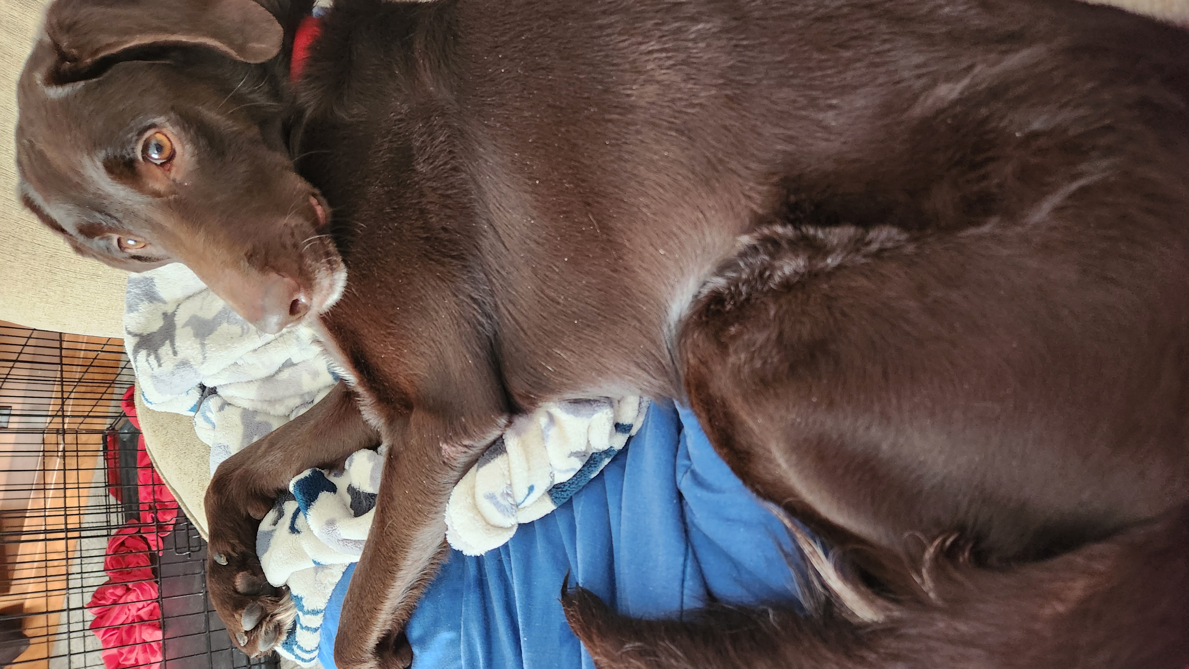 Picture of the Animal Listed