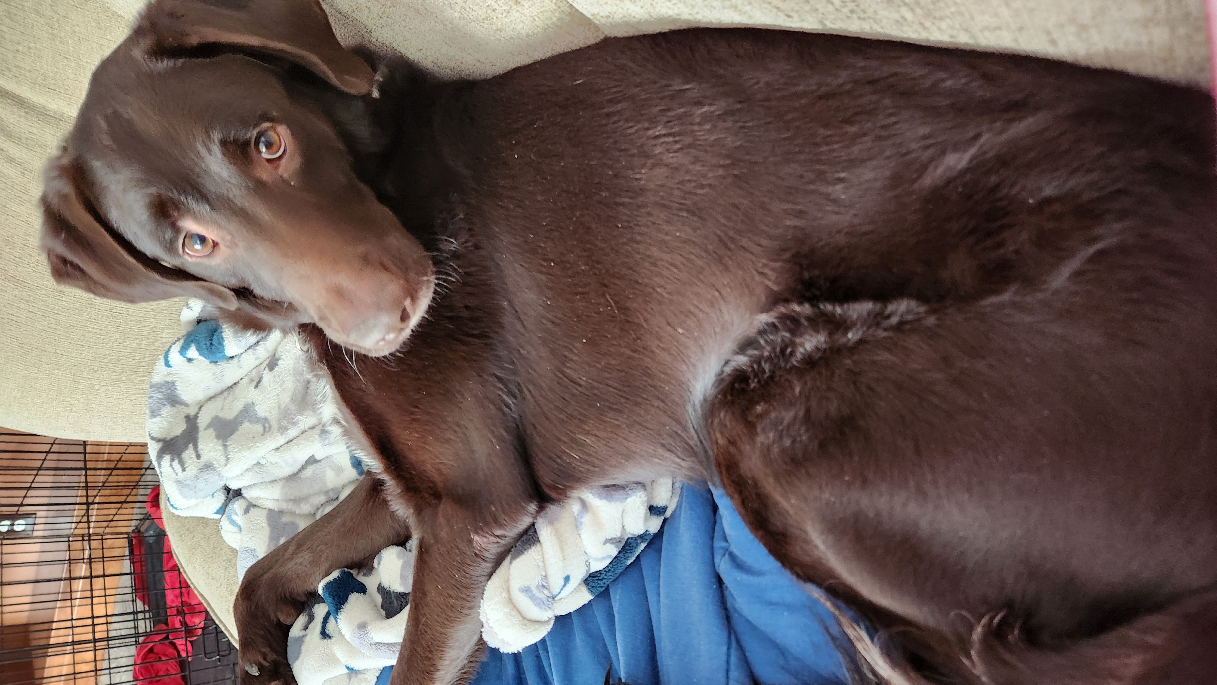 Picture of the Animal Listed