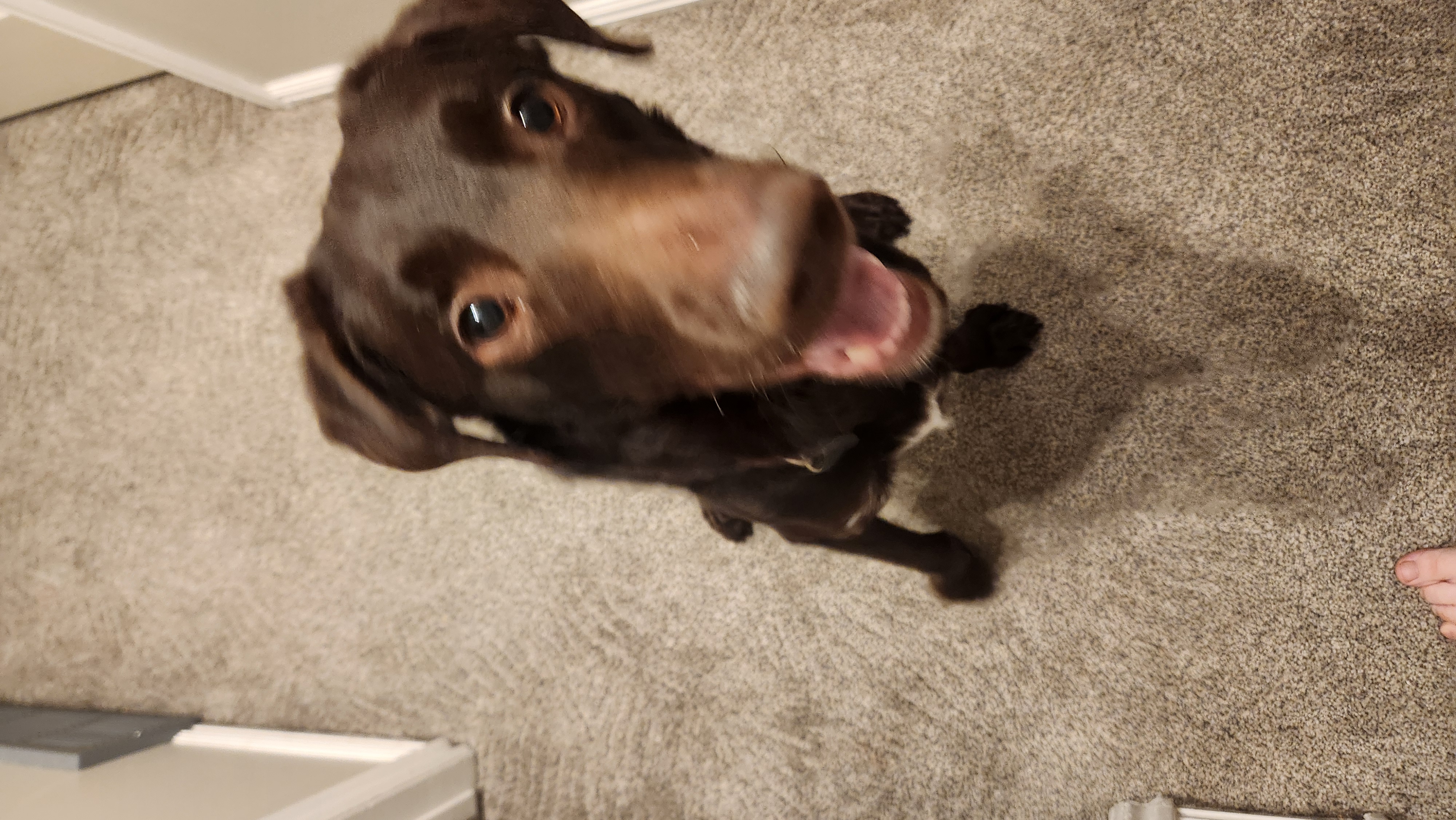 Picture of the Animal Listed