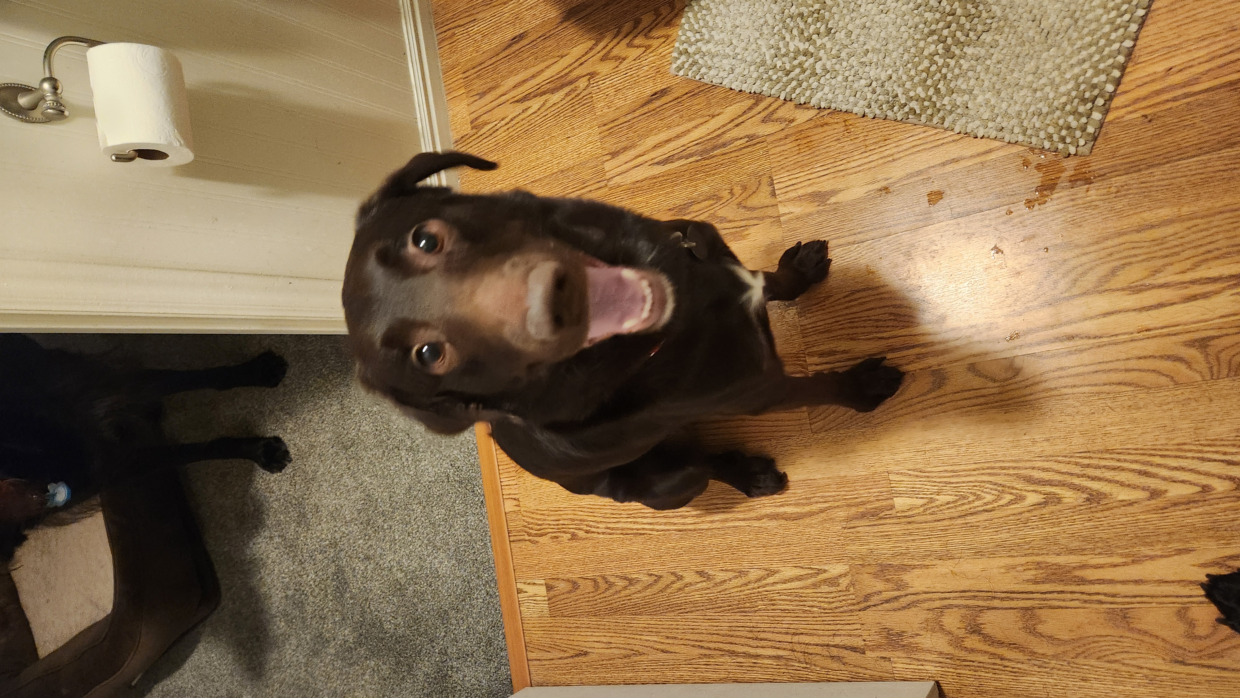 Picture of the Animal Listed