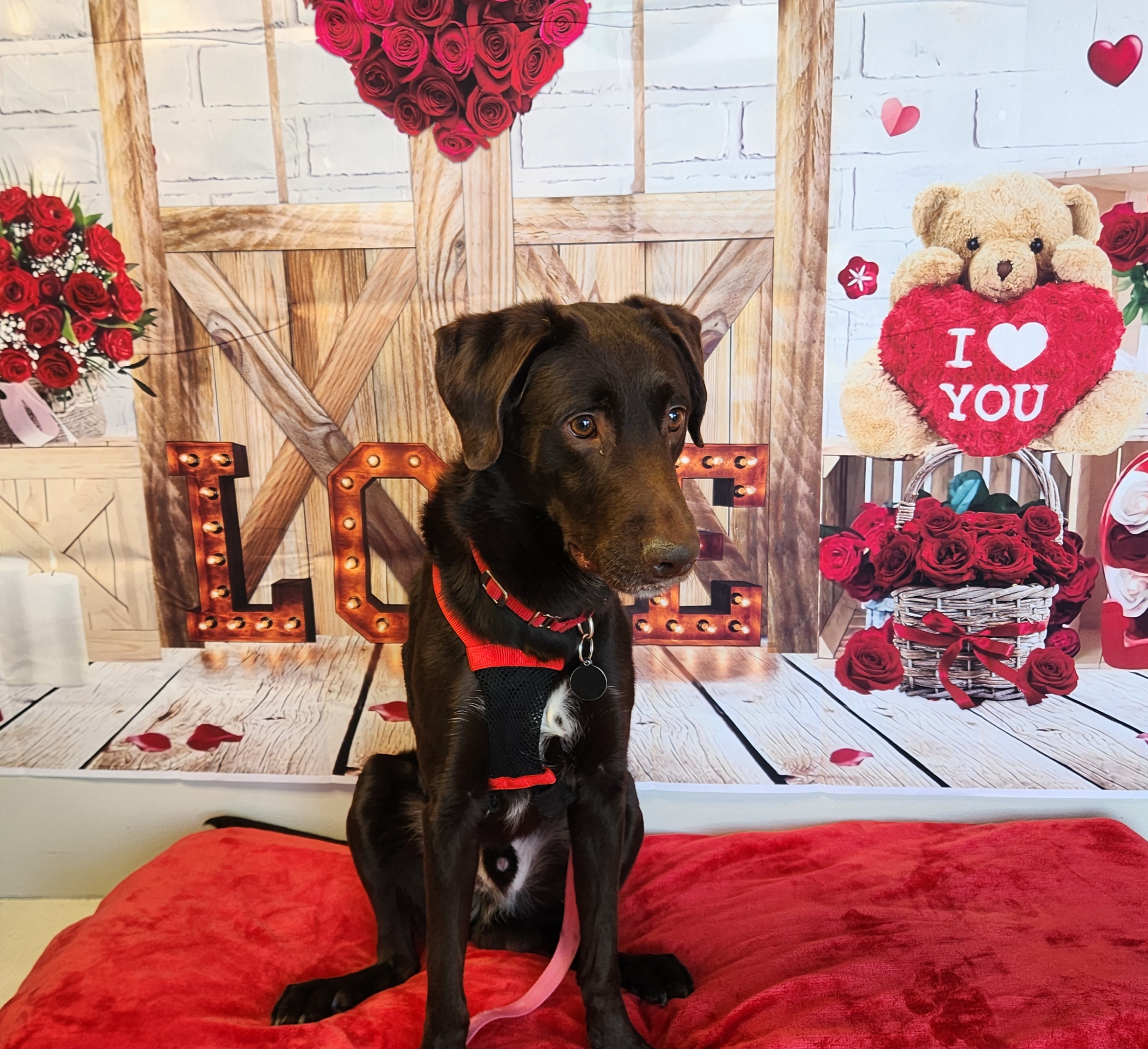 Picture of the Animal Listed