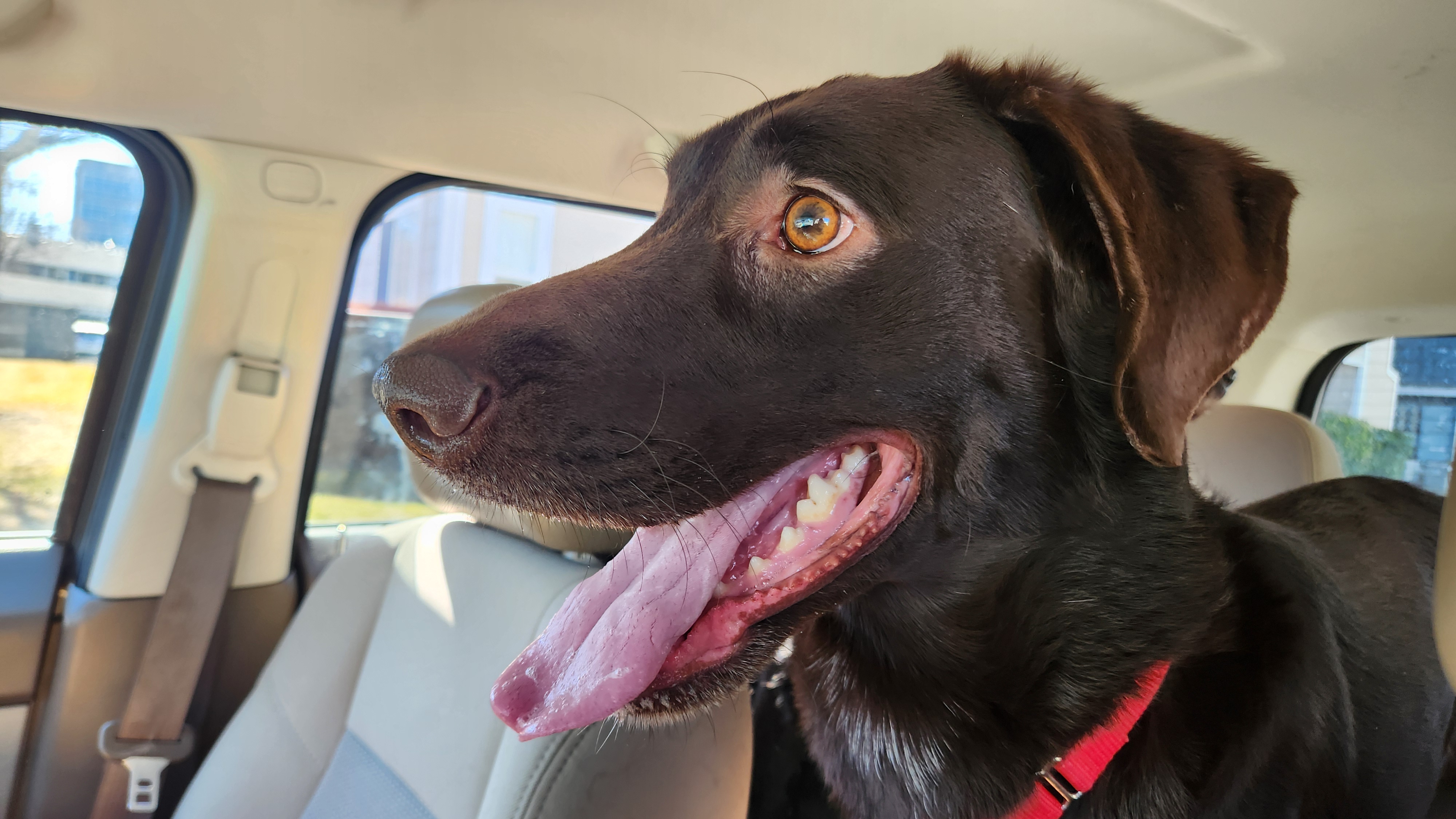 Picture of the Animal Listed