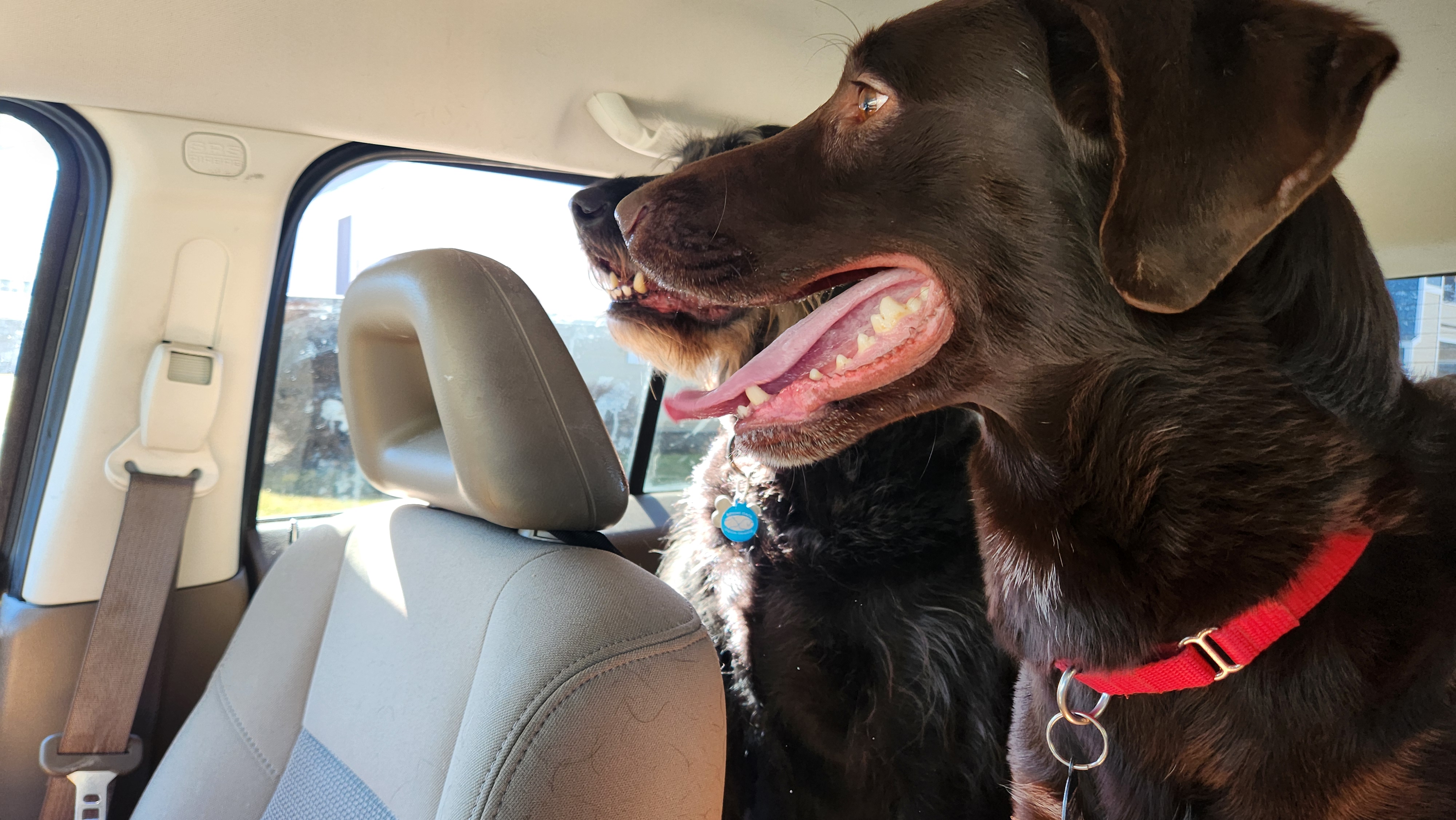 Picture of the Animal Listed