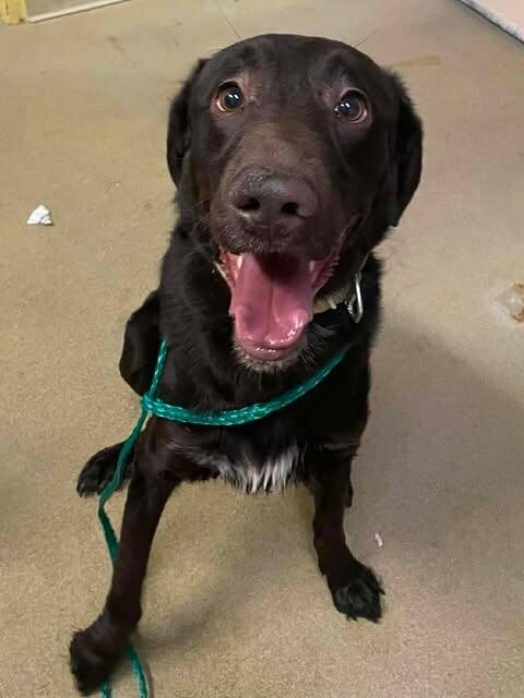 Picture of the Animal Listed