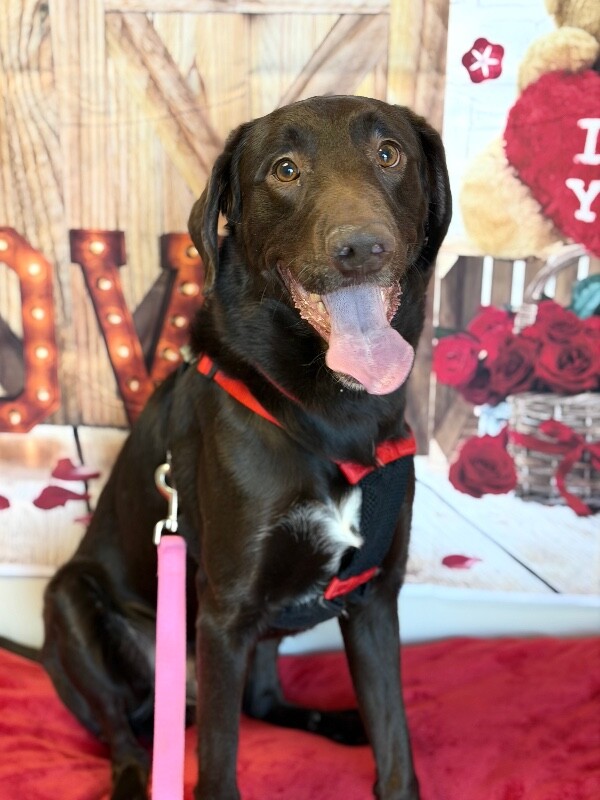 Picture of the Animal Listed