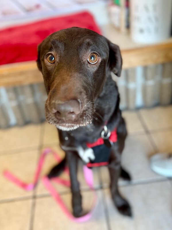 Picture of the Animal Listed