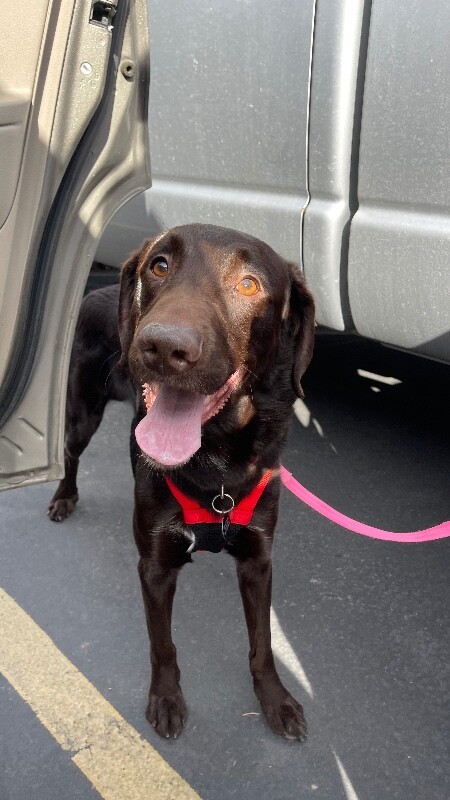 Picture of the Animal Listed