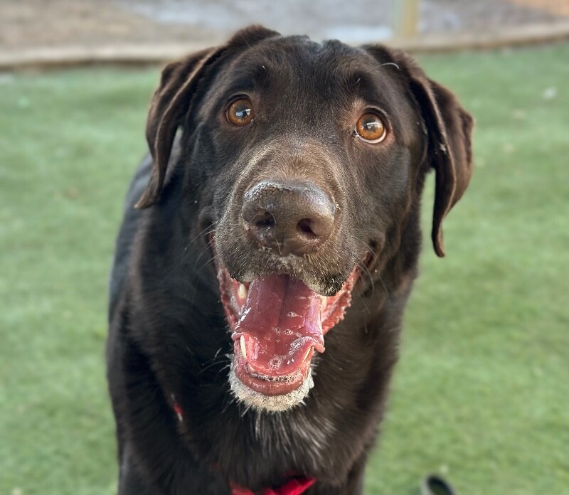 Picture of the Animal Listed