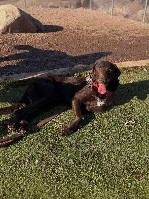 Picture of the Animal Listed