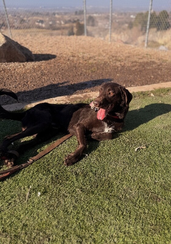 Picture of the Animal Listed