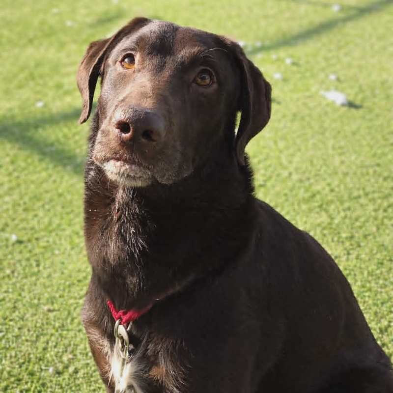 Picture of the Animal Listed