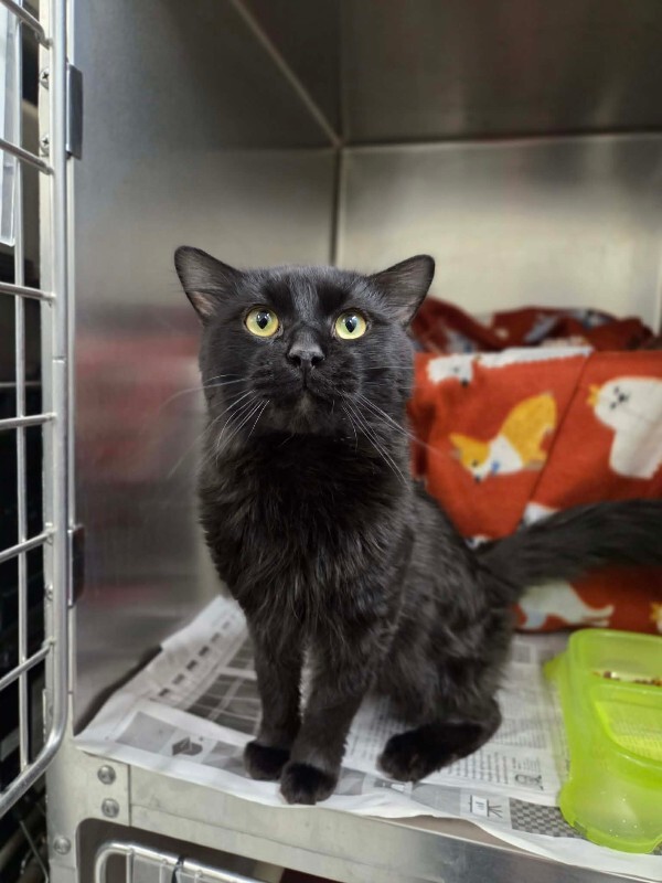 Picture of the Animal Listed