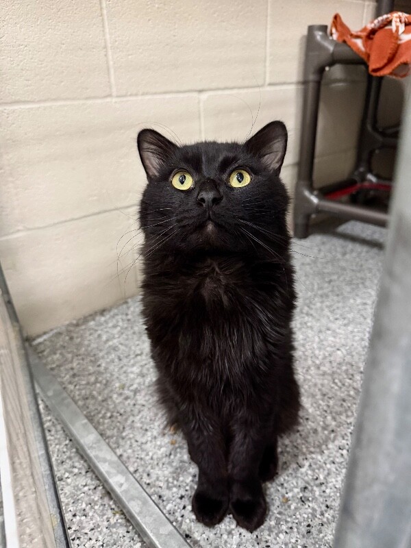 Picture of the Animal Listed