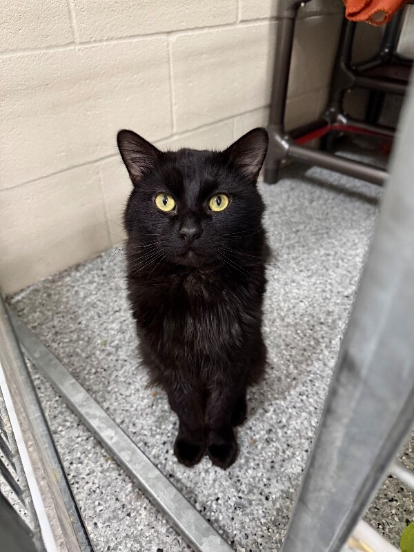 Picture of the Animal Listed