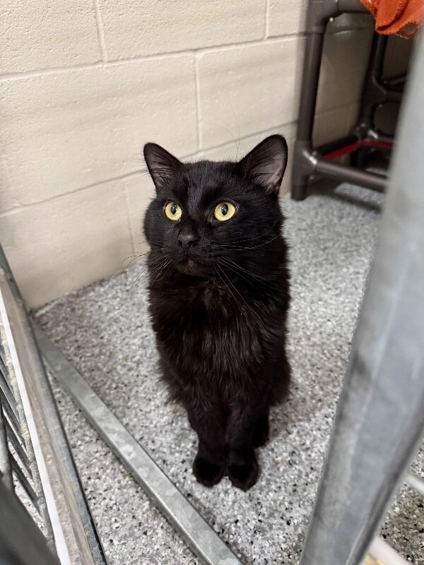 Picture of the Animal Listed